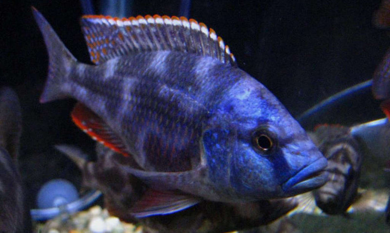 Live African Cichlid Livingstoni Cichlid (Nimbochromis livingstonii)(CHD-125) U037