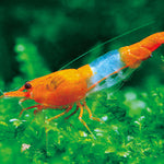 Live Freshwater Aquarium High Quality Orange Rili Shrimp 10/$30, 20/$50 (Neocaridina sp.)(FS-021)
