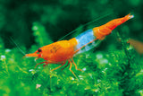 Live Freshwater Aquarium High Quality Orange Rili Shrimp 10/$30, 20/$50 (Neocaridina sp.)(FS-021)