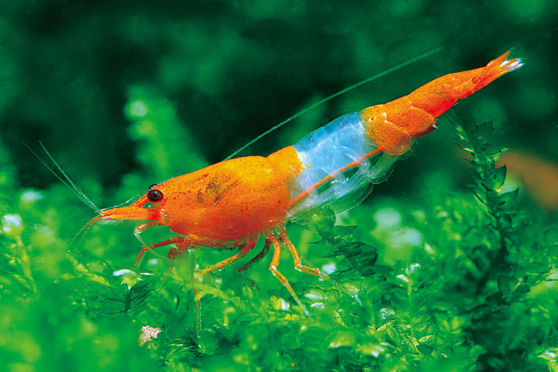 Live Freshwater Aquarium High Quality Orange Rili Shrimp 10/$25, 20/$40 (Neocaridina sp.)(FS-021)