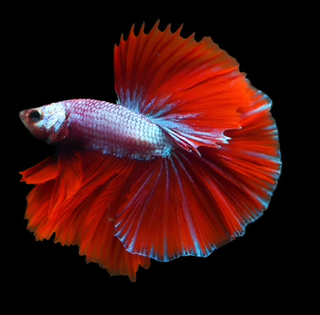 Red Dragon Mohawk Halfmoon Rosetail Male Betta