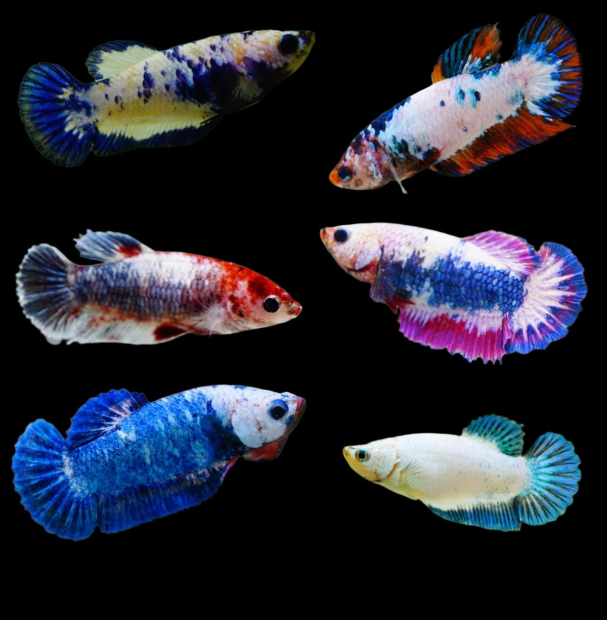 Betta Fish Fancy Marble Mix Color Plakat Sorority Group | BUY 4 GET 1 FREE! (CBG-004) R7A03 - Coast Gem USA