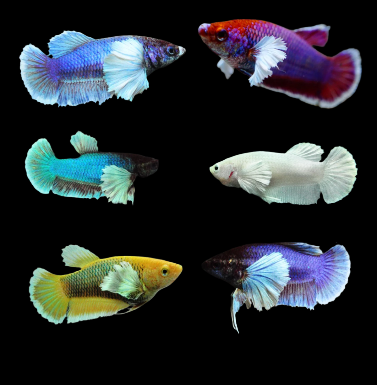 Live Aquarium Betta Fish Dumbo Ear Mix Color Plakat Sorority Group | BUY 4 GET 1 FREE! (CBG-002) R7A01 - Coast Gem USA