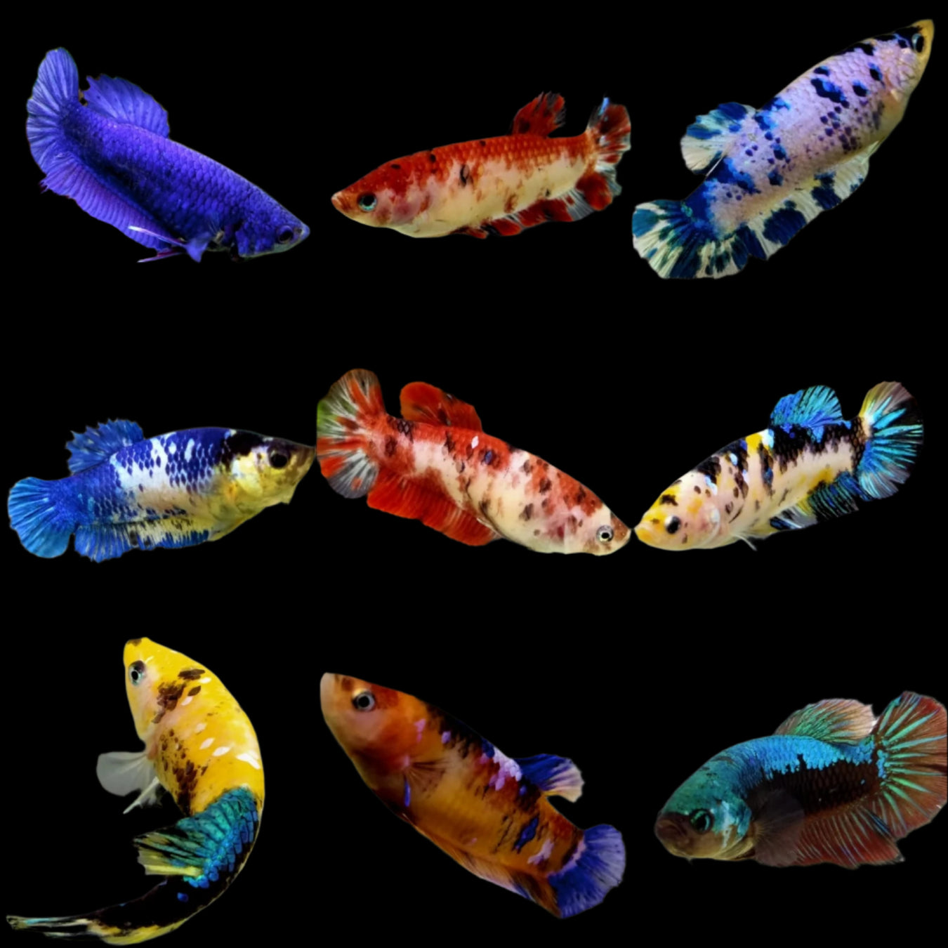 Mix Color GIANT Female Betta