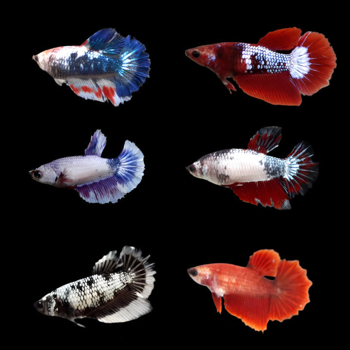 Mix Color Halfmoon Female Betta 