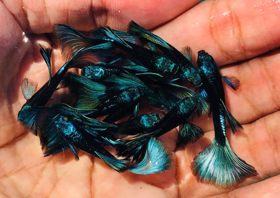 Moscow Green guppy