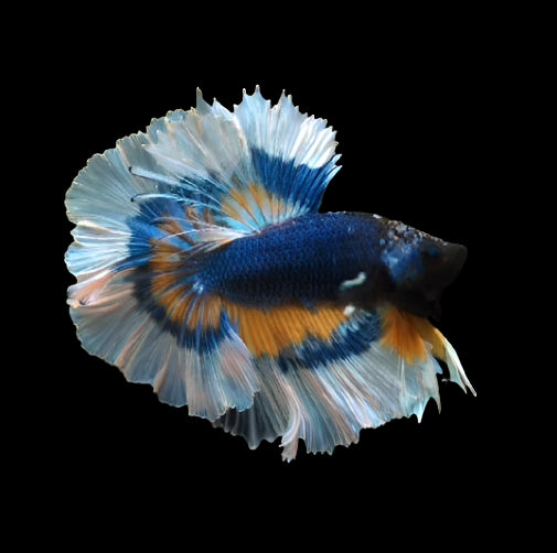Mustard gas Butterfly over halfmoon male betta