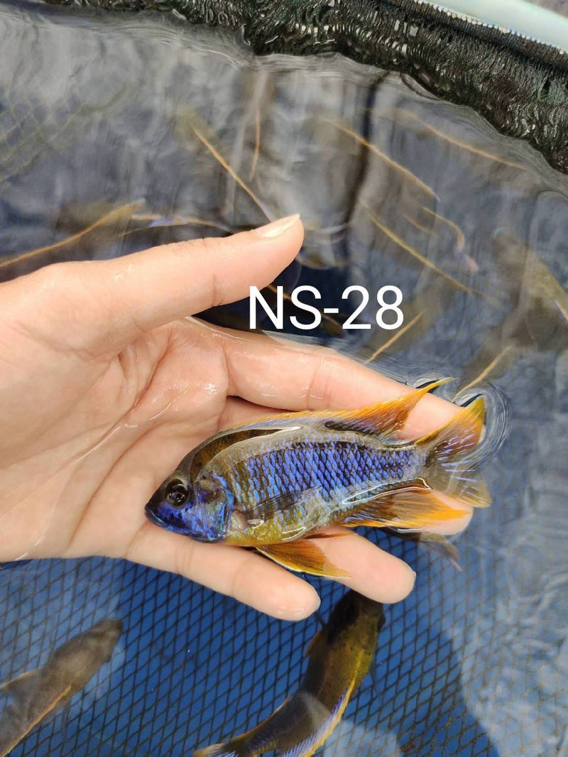 LEMON JAKE or YELLOW JACOB PEACOCK Cichlid (AULONOCARA JACOBFREBERGI ''UNDU REEF'') (CHD-153)