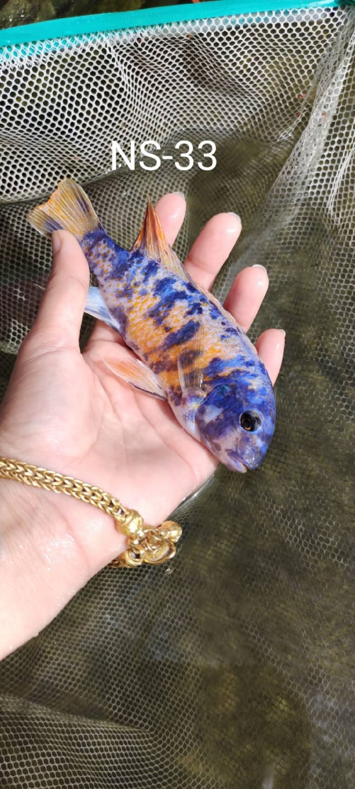 OB ZEBRA MBUNA CICHLID (LABEOTROPHEUS FUELLEBORNI OB)(CHD-155)