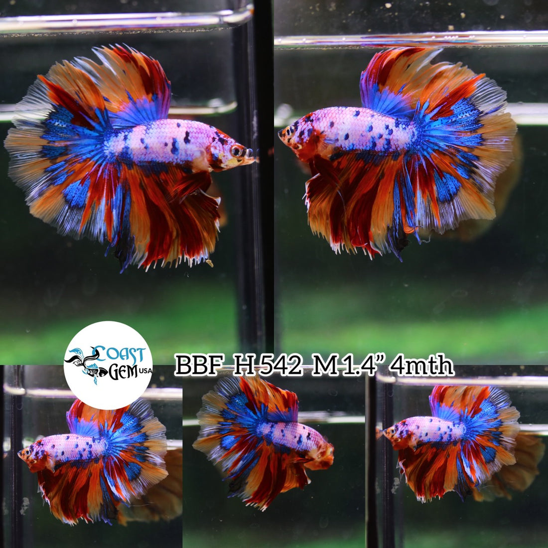 Nemo Candy Over Halfmoon Male Betta