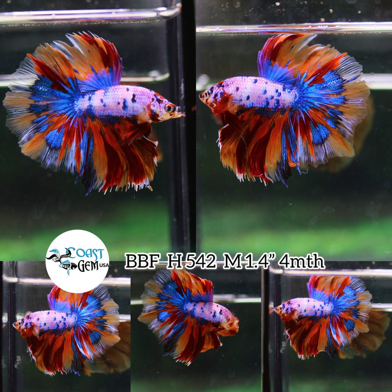 Nemo Candy Over Halfmoon Male Betta