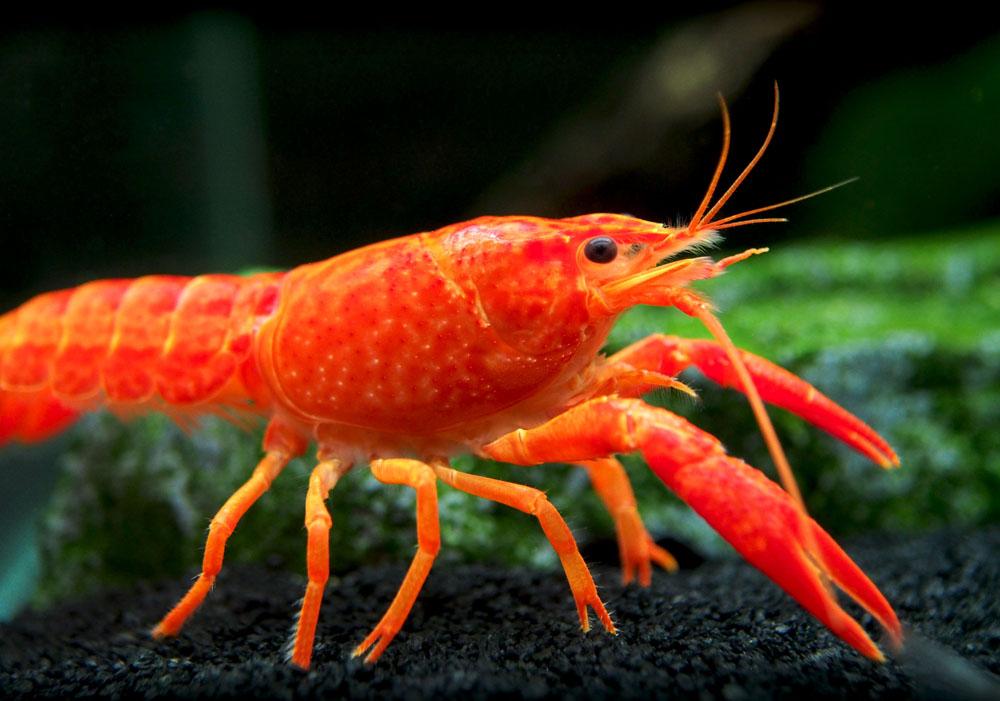 Orange/Red Crayfish (Procambarus alleni) 2.00 inch