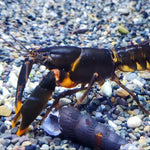 Orange Tip Crayfish (Cherax sp)
