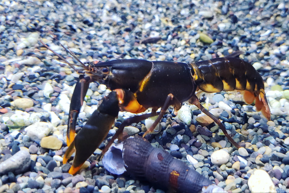 Orange Tip Crayfish (Cherax sp)