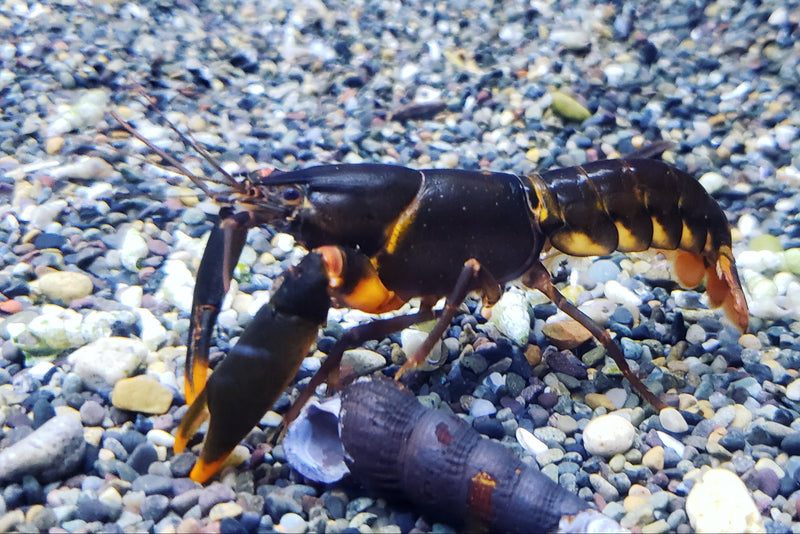 Orange Tip Crayfish (Cherax sp)