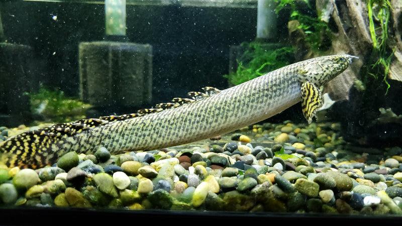 (TROP-317)Ornate Bichir 7.00 inch (Polypterus ornatipinnis)