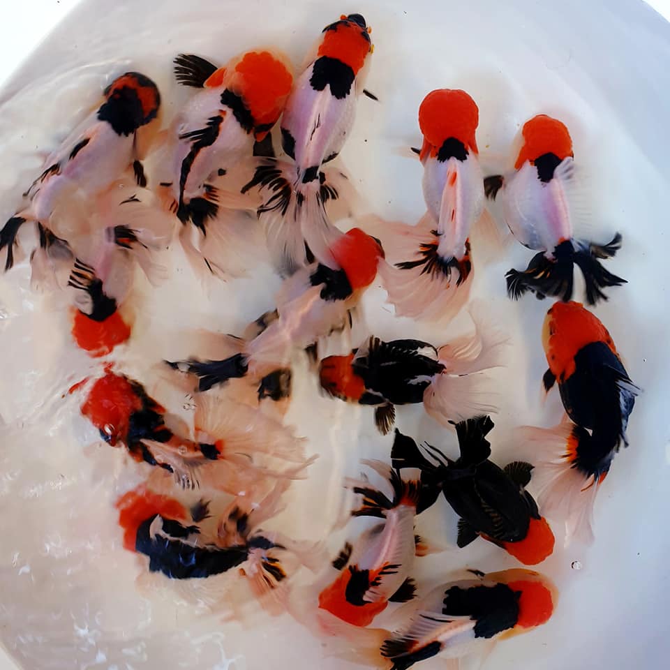 Live Fancy Goldfish Premium Select Our Choice MEDIUM SIZE BREED Special TRI Color Thai Oranda GROW UP TO 4-4.5'' BODY(CGF-038)