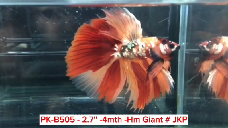 (PK-B505) Giant Nemo Galaxy Halfmoon Male Betta