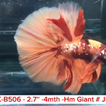 (PK-B506) Giant Nemo Galaxy Halfmoon Male Betta
