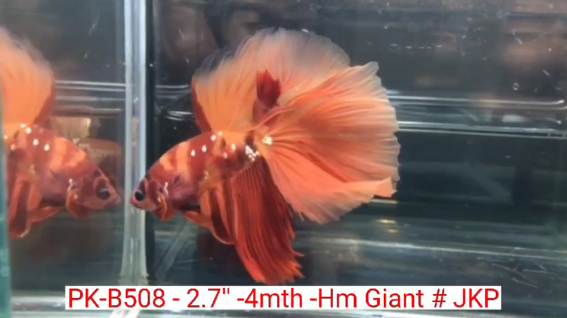 (PK-B508) Giant Candy Nemo Galaxy Halfmoon Male Betta