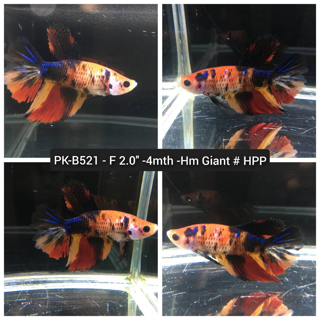 (PK-B521) Giant Candy Nemo Galaxy Halfmoon Female Betta