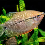 Live Tropical Fish Pearl Gourami (Trichopodus leerii) R13B14