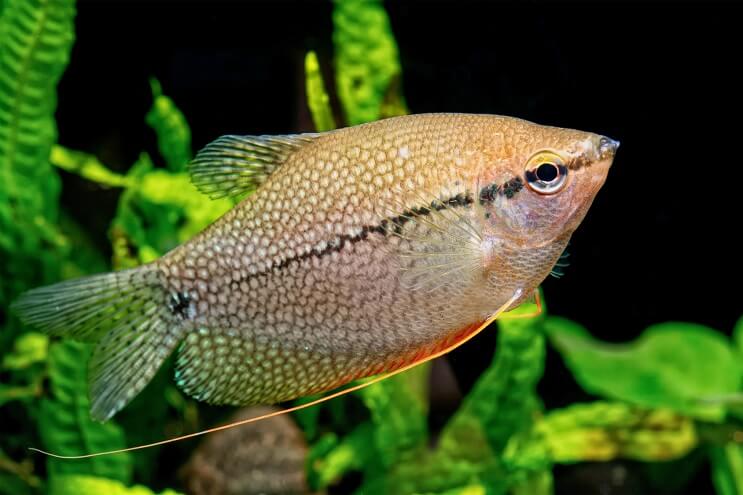 Live Tropical Fish Pearl Gourami (Trichopodus leerii) R13B14