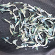Platinum White XL guppy