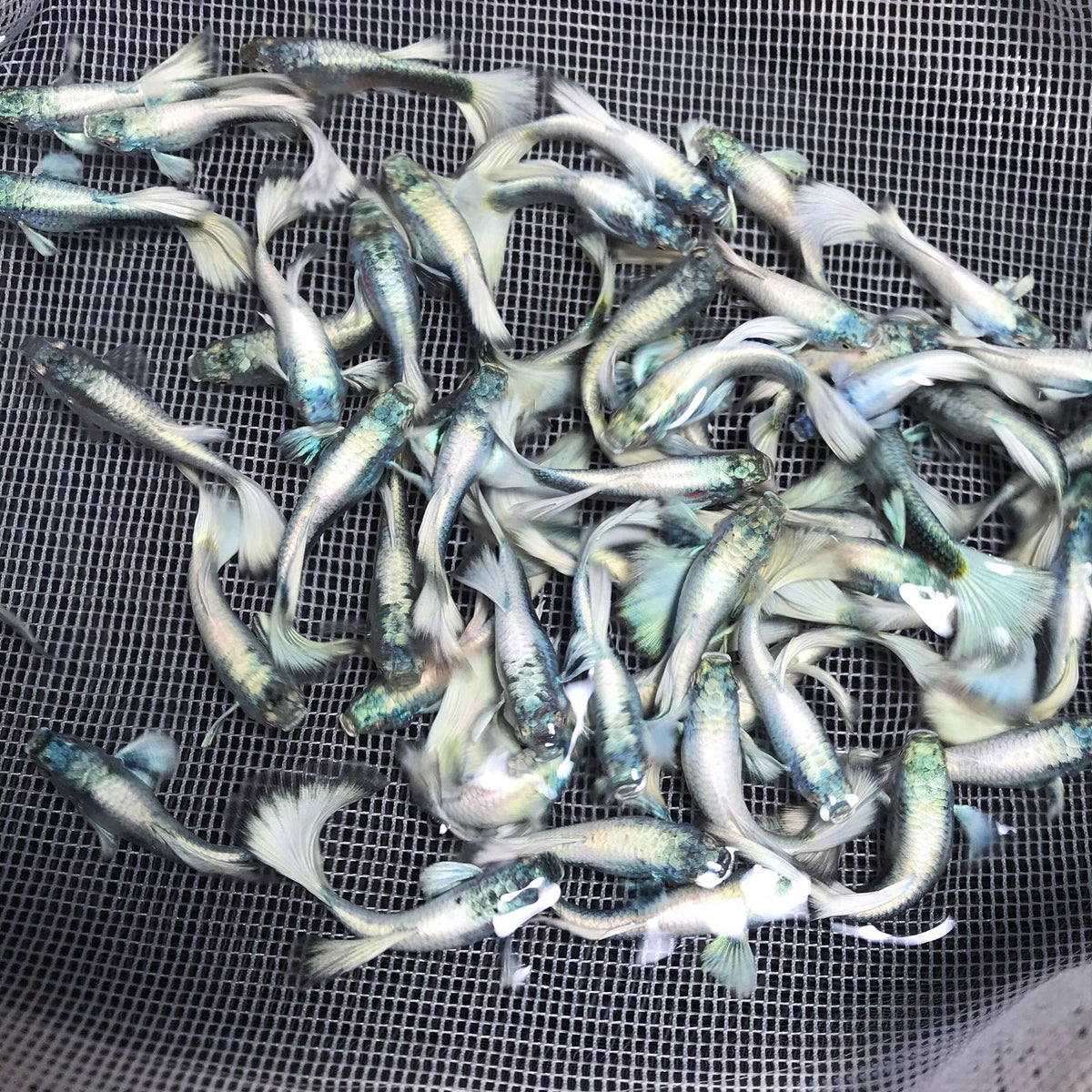 Platinum White XL guppy