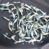 Platinum White XL guppy