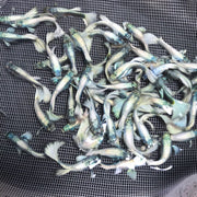 Platinum White XL guppy