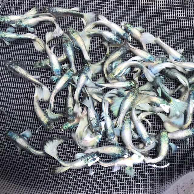 Platinum White XL guppy