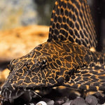 Live Freshwater High Fin Spotted Plecostomus 3.00 inch