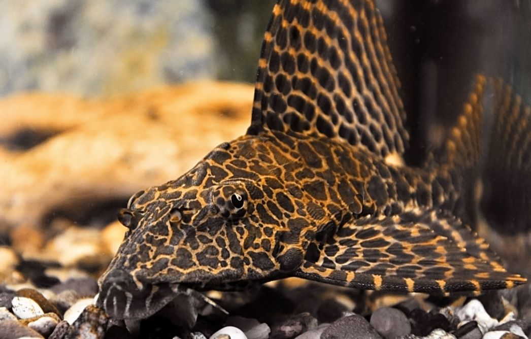 Live Freshwater High Fin Spotted Plecostomus 3.00 inch