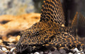 Live Freshwater High Fin Spotted Plecostomus 3.00 inch