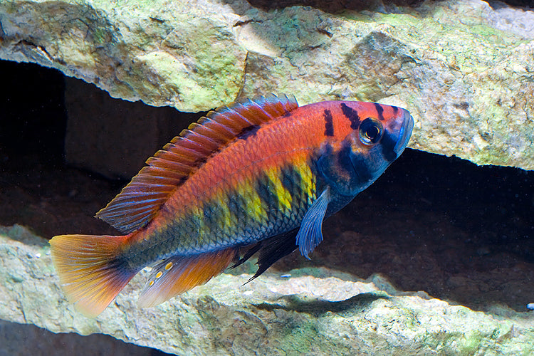 NYEREREI HAP (Haplochromis nyererei) (CHD-144)