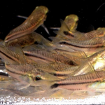 Pygmy Cory