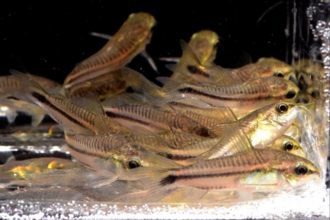 Pygmy Cory