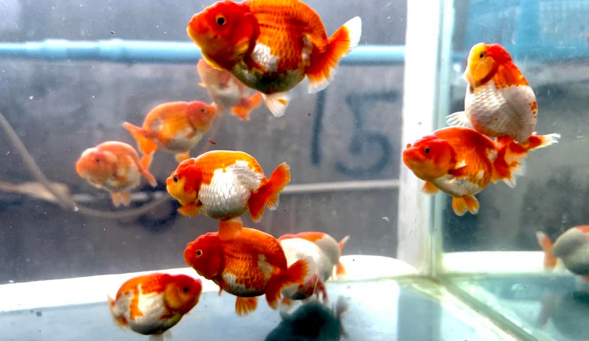 Fancy Goldfish for Sale | Thai Ranchu Lionchu | Buy Goldfish
