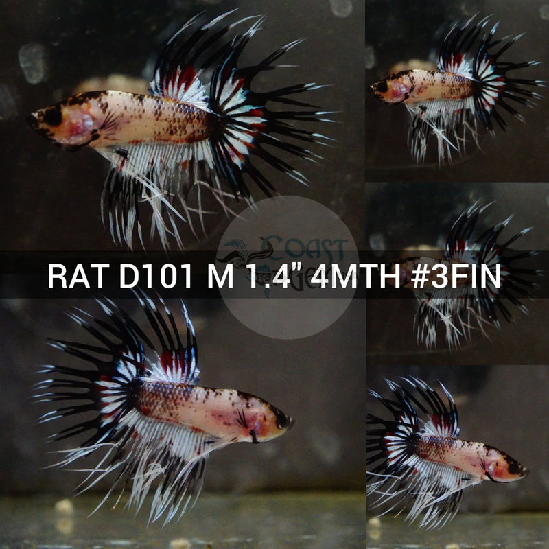 (RAT-D101) Black Galaxy Crown tail Male Betta