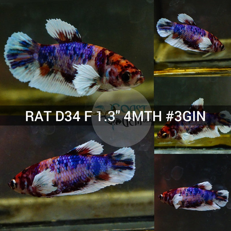 X(RAT-D34) Candy Pink Multicolor Dumbo Female Betta