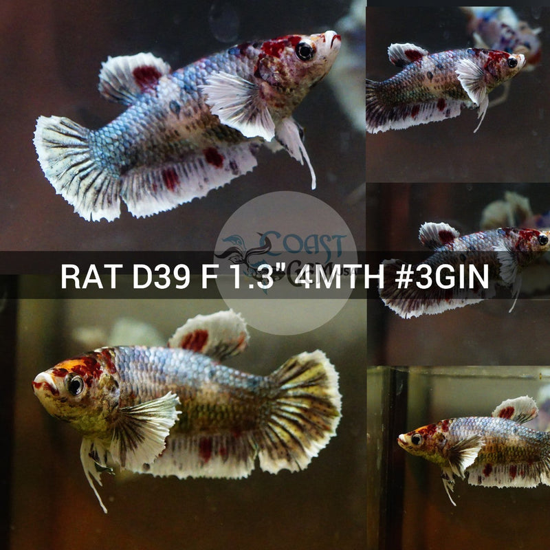 (RAT-D39) Copper Galaxy Dumbo Female Betta