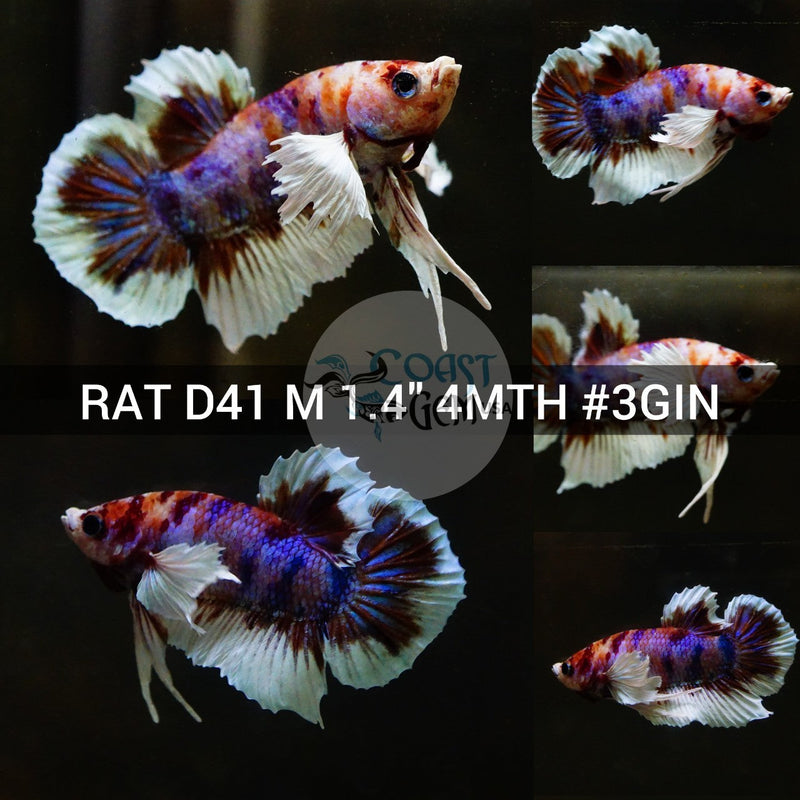 (RAT-D41) Nemo Pink Candy Dumbo Male Betta