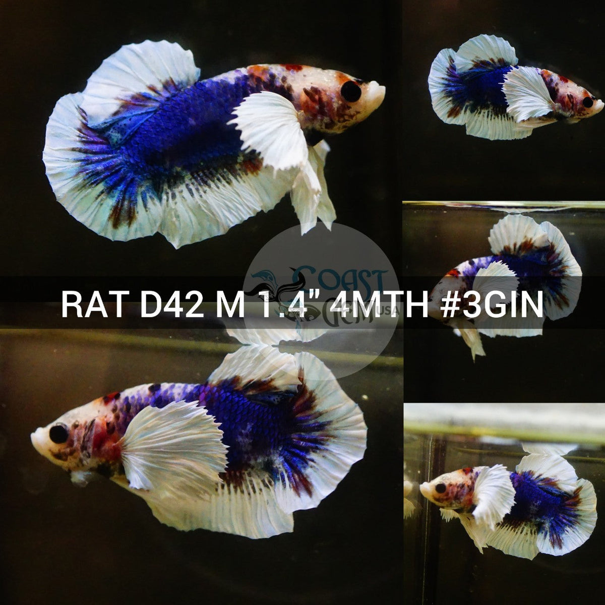 Betta Fish for Sale | Plakat Bettas | Fighting Fish | HMPK Betta