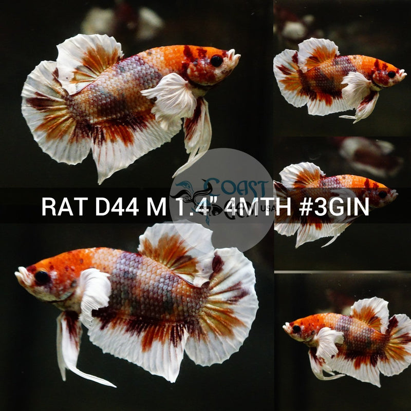 (RAT-D44) Nemo Copper Galaxy Dumbo Male Betta