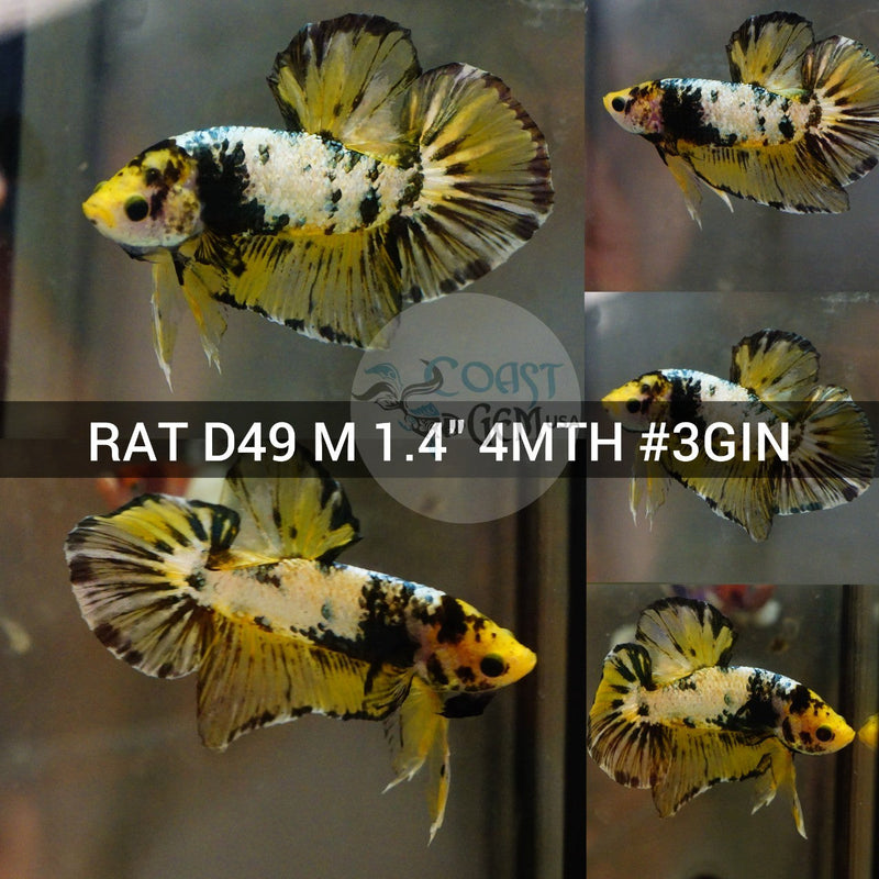X(RAT-D49) Yellow Copper Galaxy Plakat Male Betta