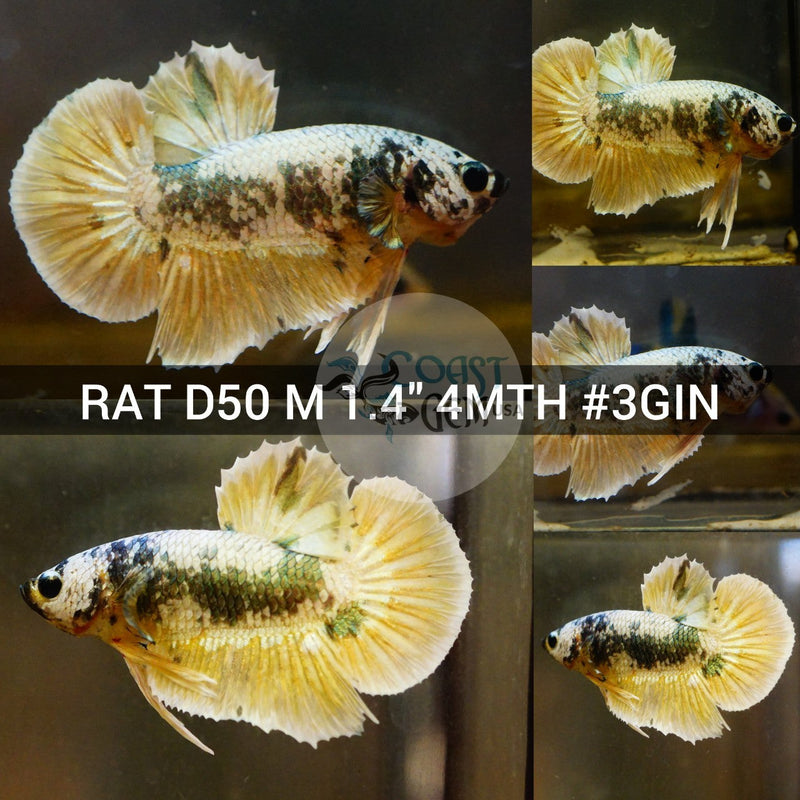 (RAT-D50) Yellow Copper Marble Plakat Male Betta