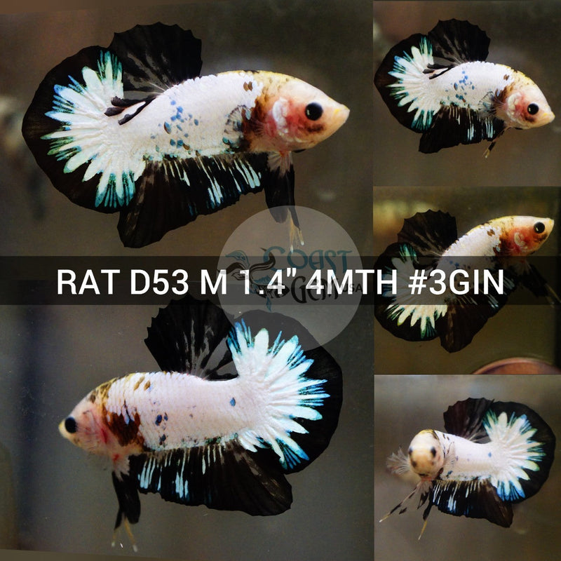 (RAT-D53) White Panda Fancy Black Rim Plakat Male Betta