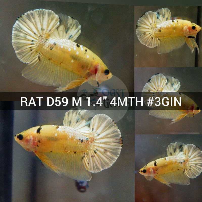 (RAT-D59) Yellow Copper Galaxy Plakat Male Betta