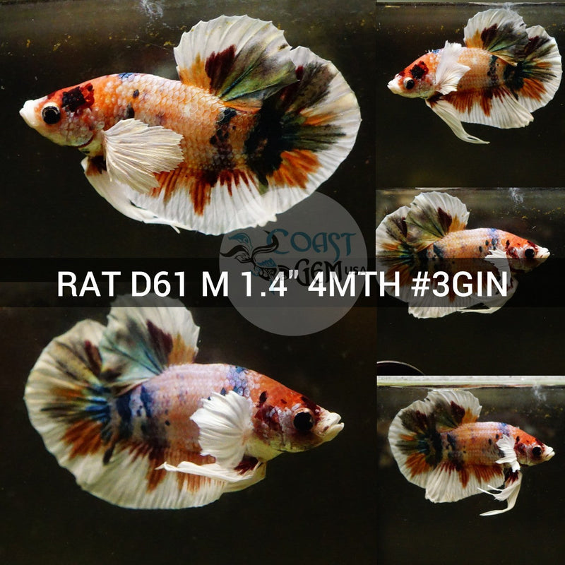 (RAT-D61) Nemo Copper Galaxy Dumbo Male Betta